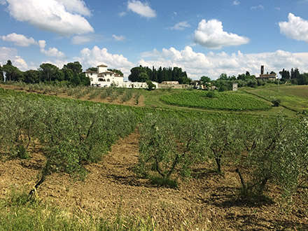 Fattoria – ökologischer und nachhaltiger Weinbau
